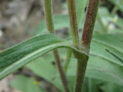 Pentanema montanum