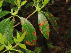 Diaporthe kalmiae