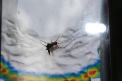 Micrathena guerini