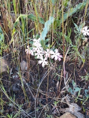 Silene hookeri