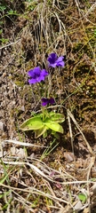 Pinguicula