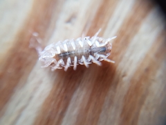 Armadillidium arcangelii