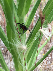 Apiomerus californicus