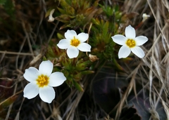 Leptosiphon rosaceus