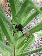 Apiomerus californicus
