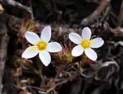 Leptosiphon rosaceus