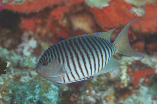 Spotbreast angelfish (Genicanthus melanospilos) — Pomacanthidae
