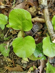 Pyrola americana