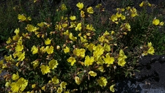 Oenothera elata hookeri