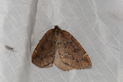 Spodolepis substriataria