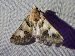 Drasteria pallescens