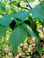 Tilia americana mexicana
