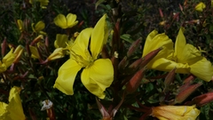 Oenothera elata hookeri