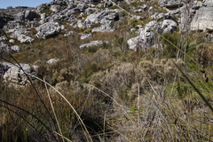 Pseudopentameris macrantha