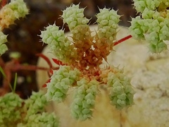 Chaetonychia cymosa