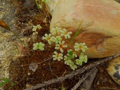 Chaetonychia cymosa