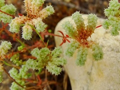 Chaetonychia cymosa