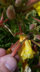 Oenothera elata hookeri
