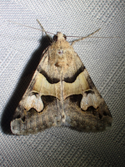 Drasteria pallescens