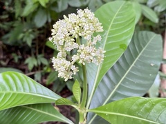Psychotria grandis image