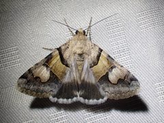 Drasteria pallescens