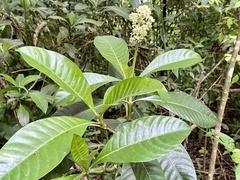 Psychotria grandis