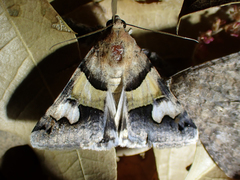Drasteria pallescens