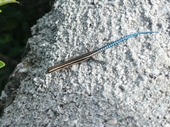 Cryptoblepharus novohebridicus