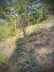 Cirsium novoleonense