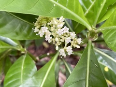 Psychotria grandis