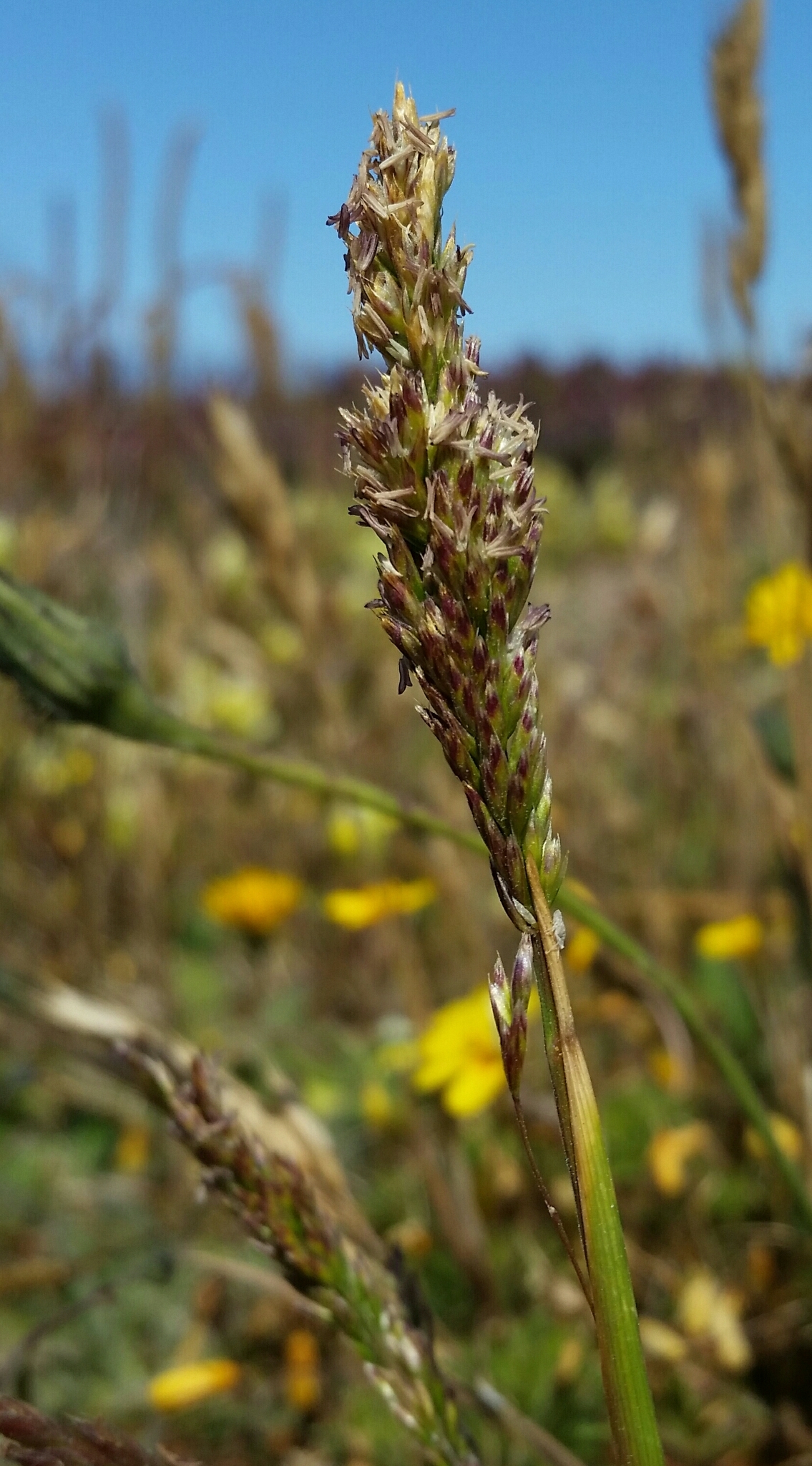 Agrostis blasdalei
