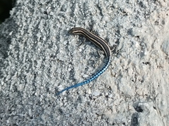 Cryptoblepharus novohebridicus