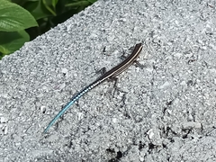 Cryptoblepharus novohebridicus