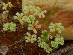 Chaetonychia cymosa