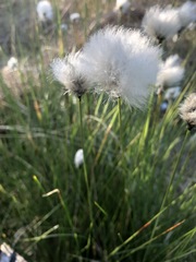 Eriophorum vaginatum