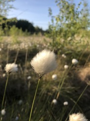 Eriophorum vaginatum