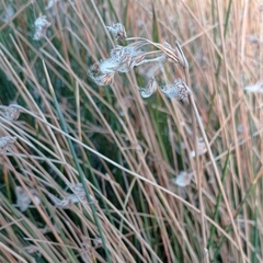 Androtrichum trigynum