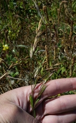 Bromus maritimus