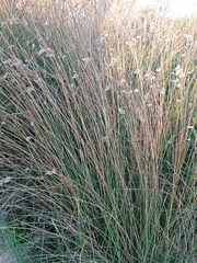 Androtrichum trigynum