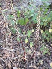 Umbilicus intermedius