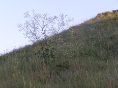 Crambe koktebelica