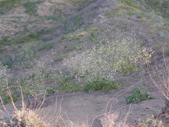 Crambe koktebelica