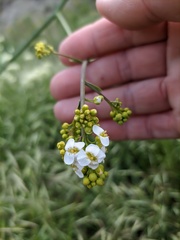 Crambe koktebelica