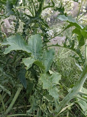 Crambe koktebelica