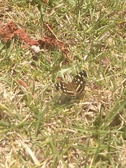 Anthanassa ptolyca amator