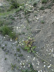 Crambe koktebelica
