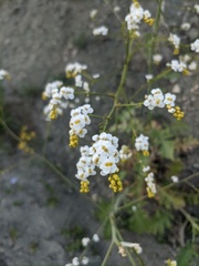 Crambe koktebelica