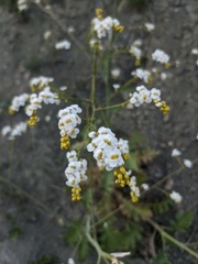 Crambe koktebelica