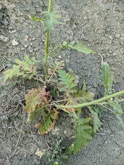 Crambe koktebelica