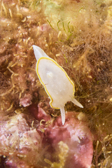 Diaphorodoris alba